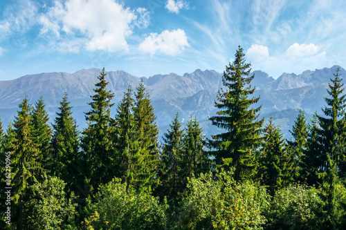 mountain landscape of poland. beautiful view in to the distant tatra ridge. popular travel destination. sunny weather with puffy clouds on the blue sky. spruce treetops in front