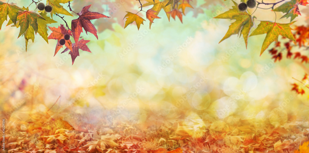orange fall  leaves, autumn natural background with maple trees - obrazy, fototapety, plakaty 