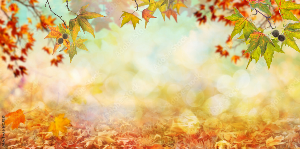 orange fall  leaves, autumn natural background with maple trees