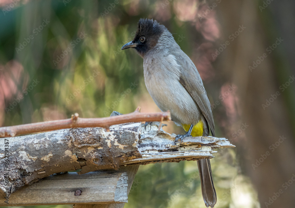 Obraz premium Wildlife in urban spaces - winter garden birds on the Highveld of Gauteng in South Africa