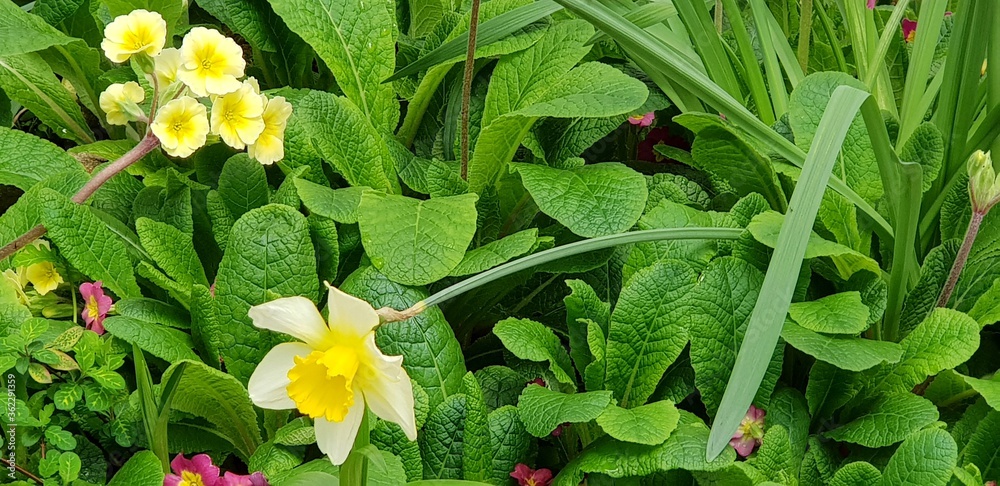 White and yellow flowers in the garden White and yellow flowers in the garden