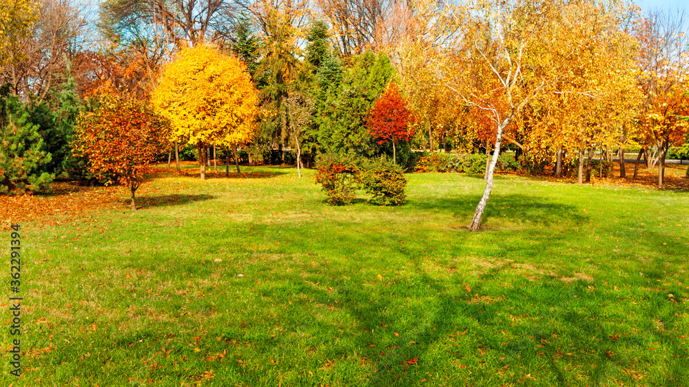 autumn trees at backyard and garden - obrazy, fototapety, plakaty 