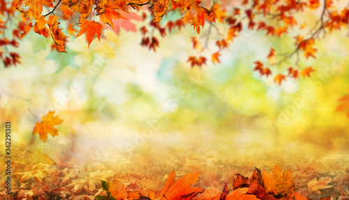 orange fall leaves, autumn natural background with maple trees