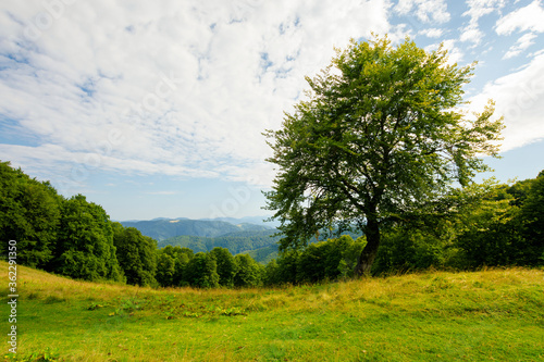 tree on the hill in green mountain landscape. beautiful nature scenery with grass on the meadow rolling in to the distance. fresh morning weather with clouds on the blue sky