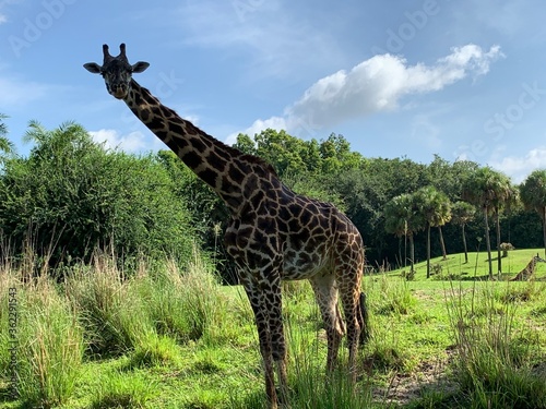 Photography giraffe in the savannah