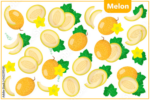 Set of vector cartoon illustrations with Melon exotic fruits, flowers and leaves isolated on white background