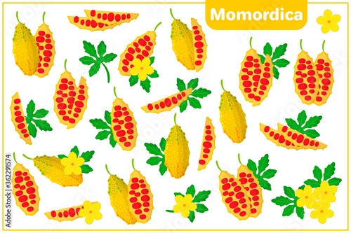 Set of vector cartoon illustrations with Momordica exotic fruits, flowers and leaves isolated on white background