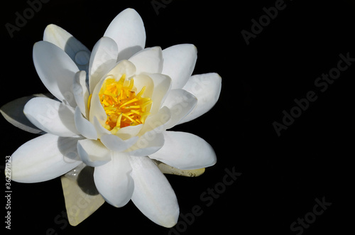white water lily isolated