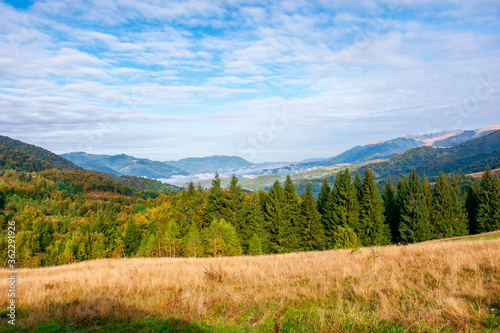 autumn morning in the foggy valley. open view with forest on the meadow. stunning nature scenery of carpathian mountains. sunny weather