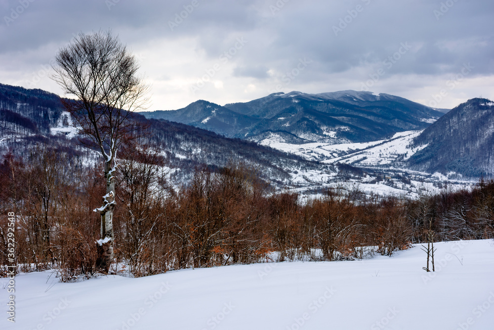 cloudy winter morning in mountains. tree on snow covered field. carpathian rural landscape. village in the distant valley cloudy winter morning in mountains. tree on snow covered field. carpathian rural landscape. village in the distant valley