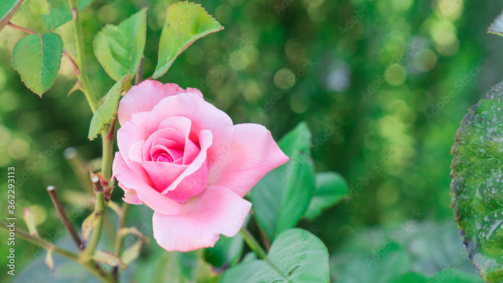 Close-up pink rose blurred background , free space for writing Close-up pink rose blurred background , free space for writing