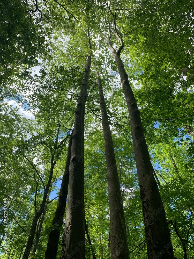 Fototapeta premium Tall trees