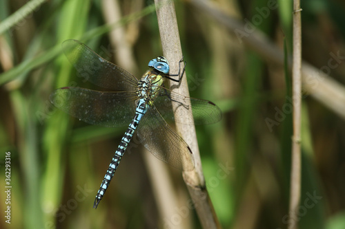 A rare Southern Migrant Hawker Dragonfly, Aeshna affinis, perching on a reed in the UK. photo