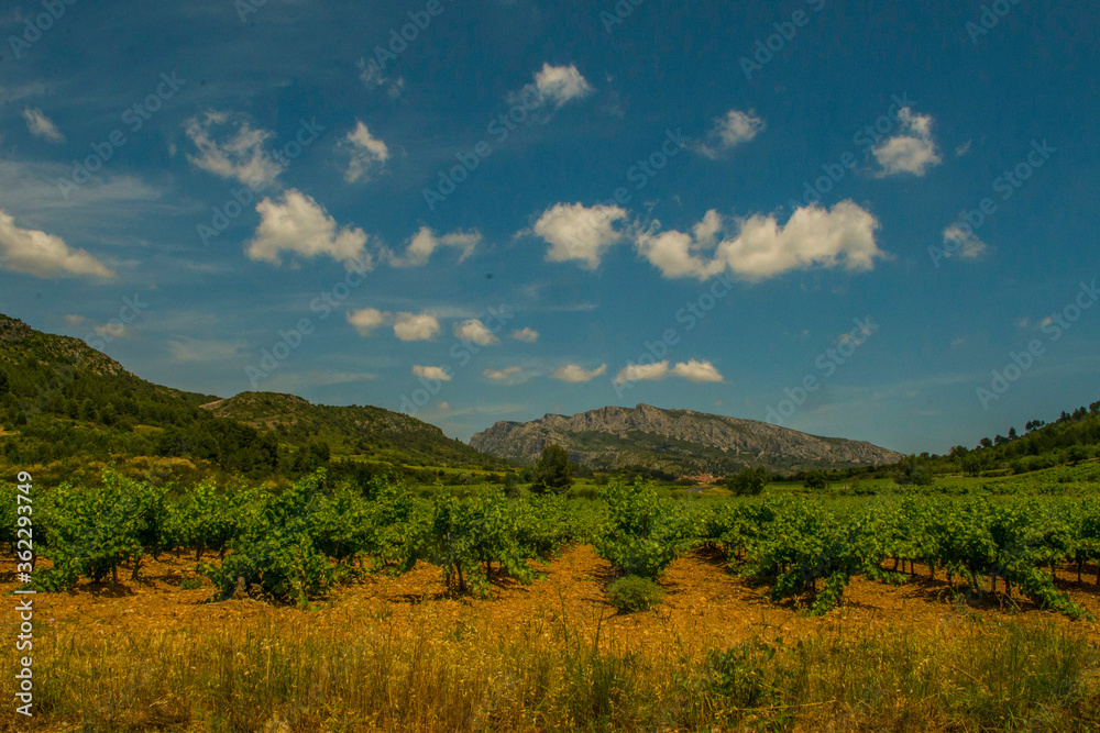 Fototapeta premium Vineyard outside Tautavel