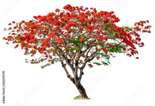 Tree isolated of Flame Tree on white background. photo