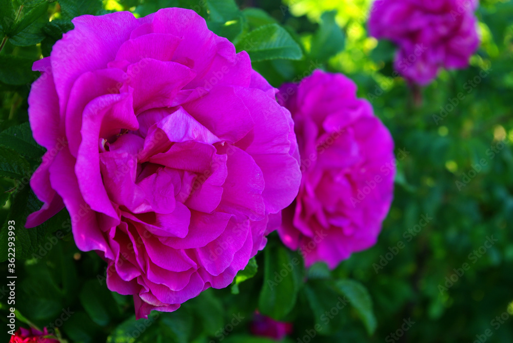 Beautiful flower growing in the summer, botanical garden Beautiful flower growing in the summer, botanical garden