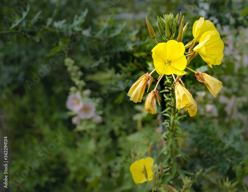 bright yellow evening primrose, flower with beautiful background
