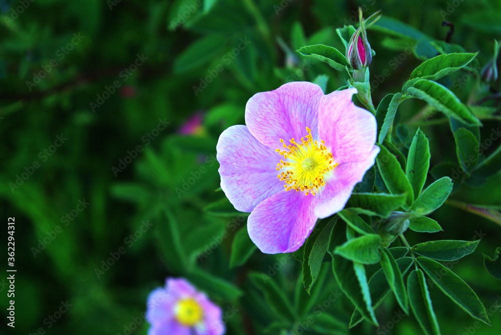 Beautiful flower growing in the summer, botanical garden Beautiful flower growing in the summer, botanical garden