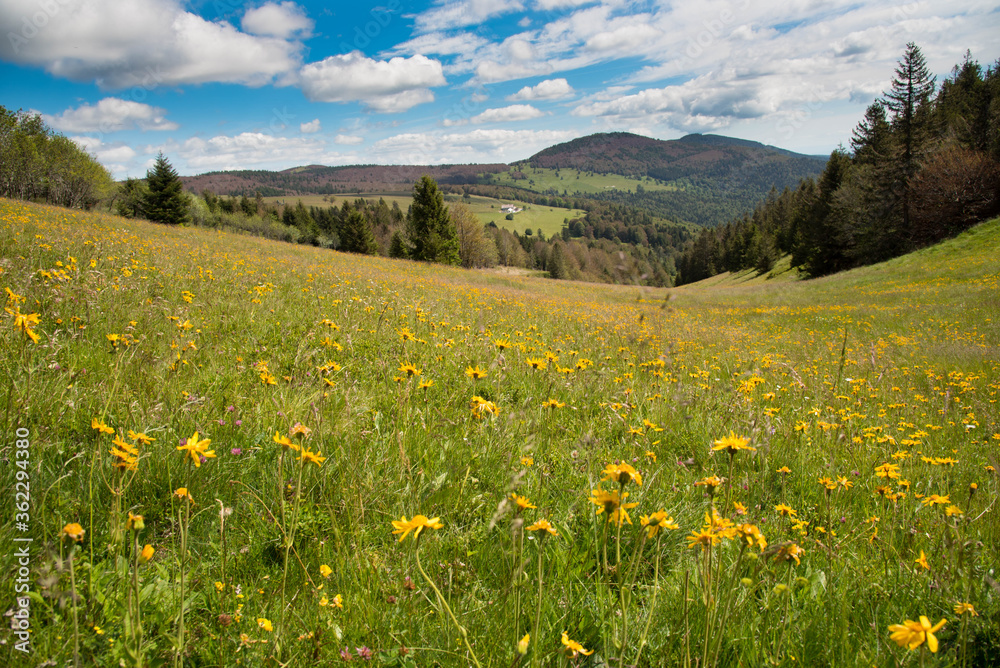 Arnikablüte auf dem Markstein in den Vogesen