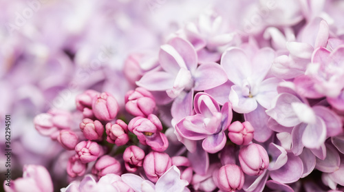 Blooming branch of purple terry Lilac in spring