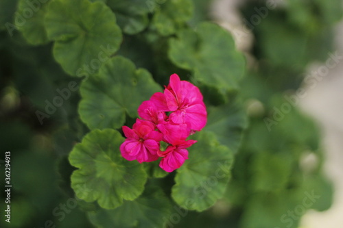 Flowers of Perth - Magenta Pink Flower