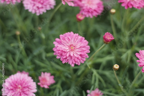 Fototapeta Naklejka Na Ścianę i Meble -  Flowers of Perth - Pink Flower