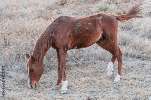 Quadro su tela The sick and old horse