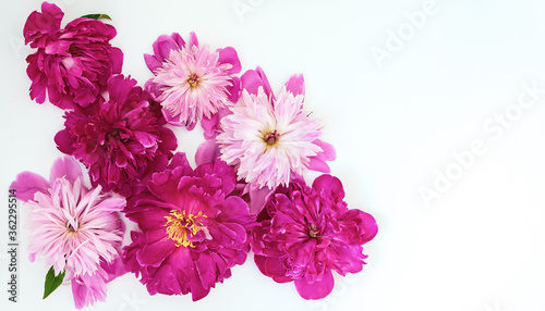 Layout of red and pink peonies for greeting cards and greetings on a white background with copy space