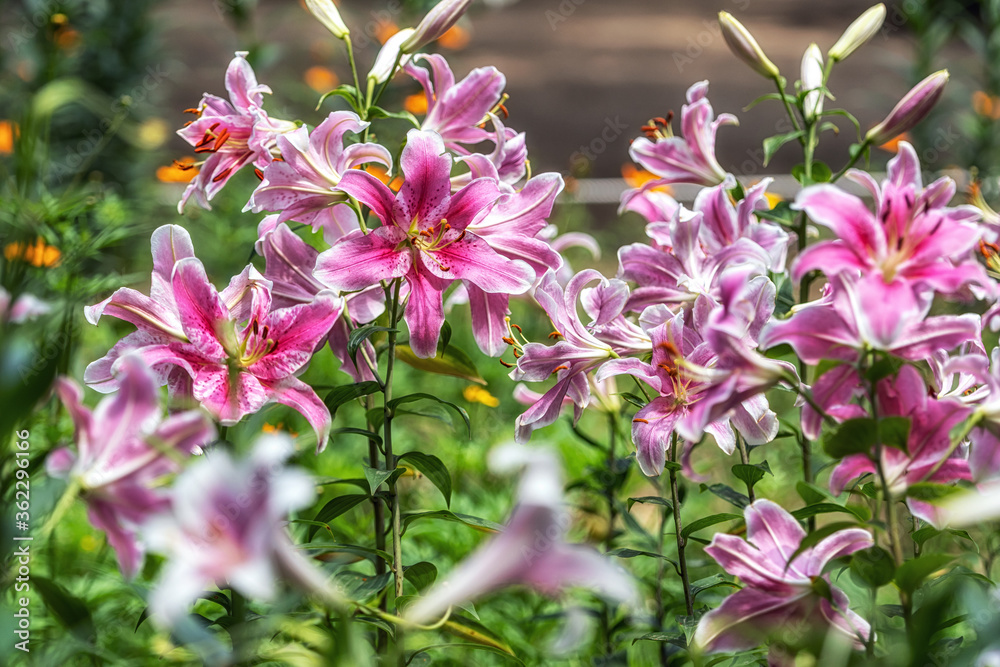 Lily flowers blossom Lily flowers blossom