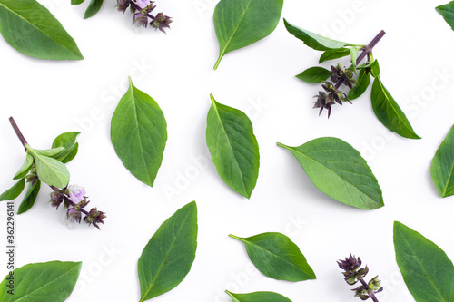 Closeup green fresh basil leaves (Ocimum basilicum) and flower isolated on white background. Herbal medicine  plant concept.Top view. Flat lay.  © NIKCOA
