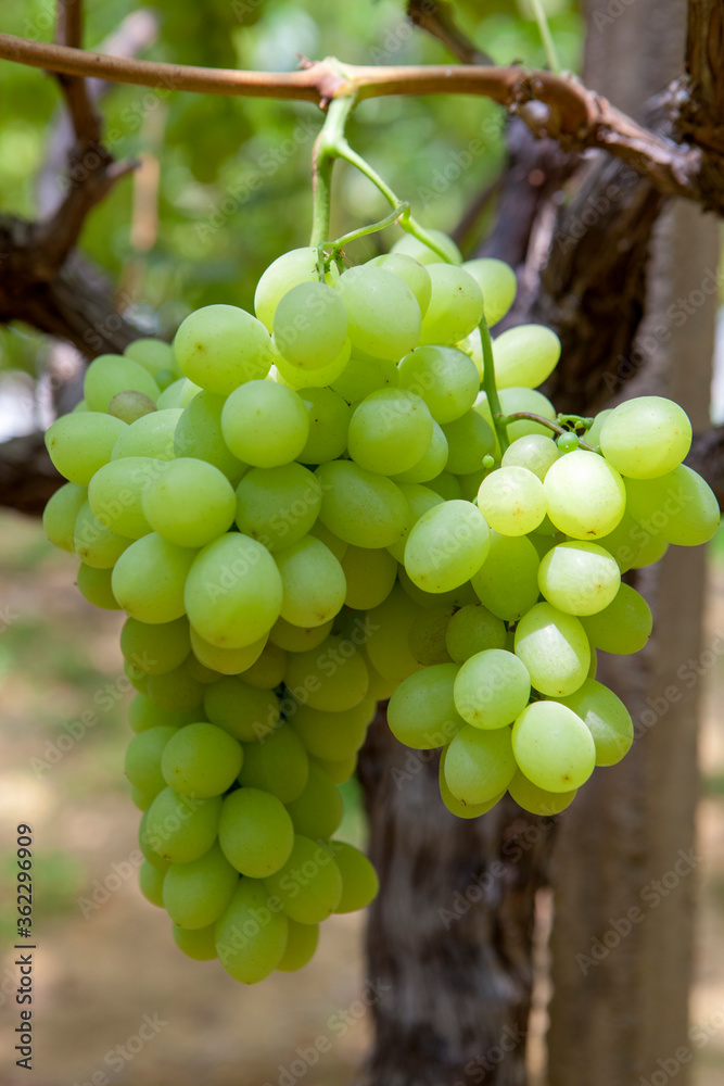 Bunch of White Grapes in the Vineyard Bunch of White Grapes in the Vineyard