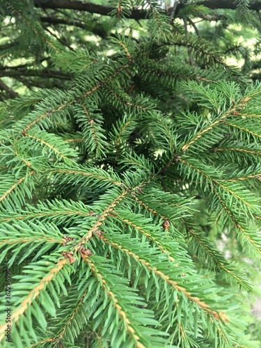 spruce tree branch in the garden center
