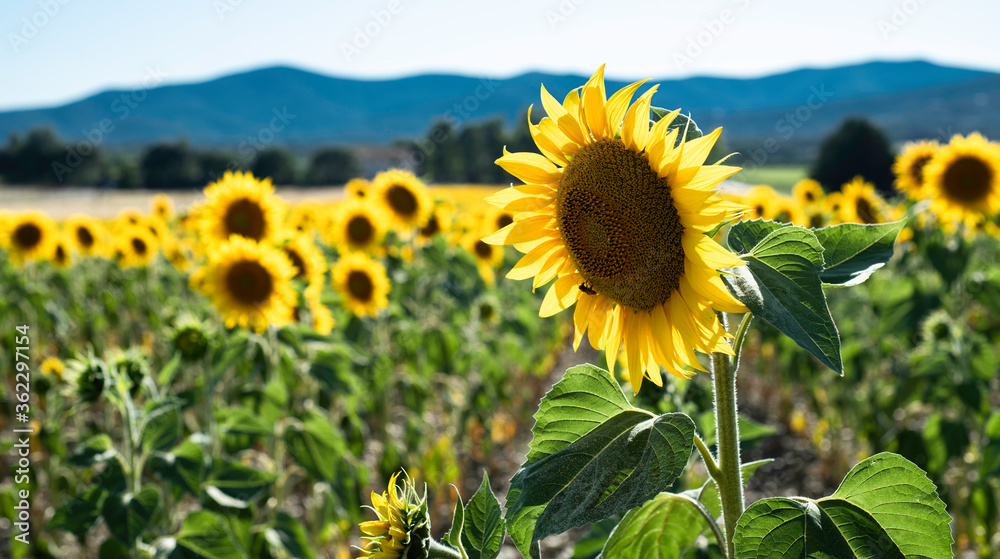 Scenic sunflower field in the Tuscan countryside at sunset on an early summer day Scenic sunflower field in the Tuscan countryside at sunset on an early summer day