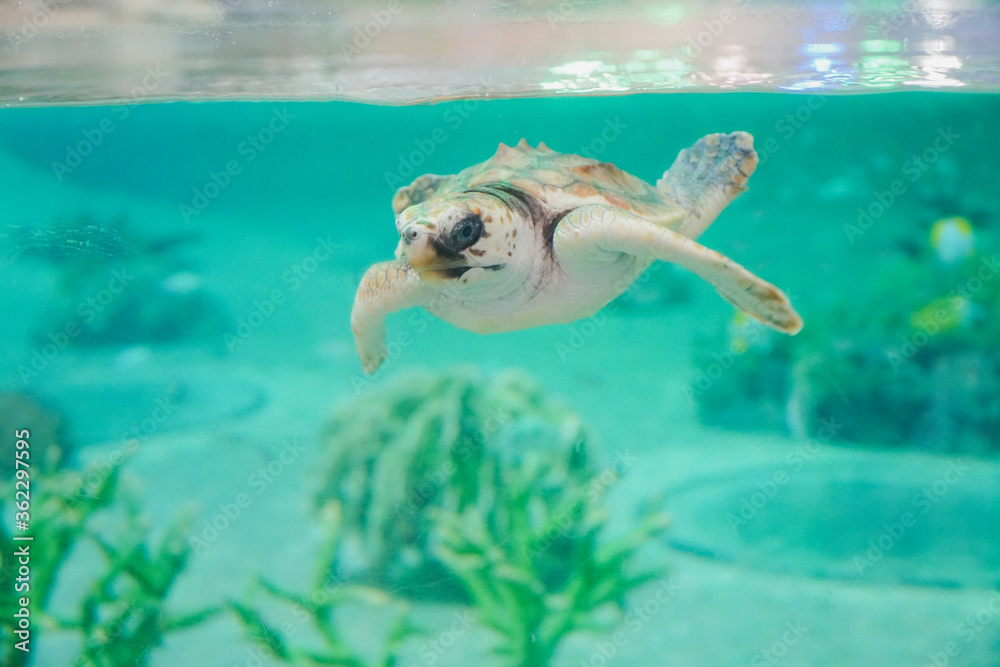 Obraz premium 水族館で優雅に泳ぐ海亀