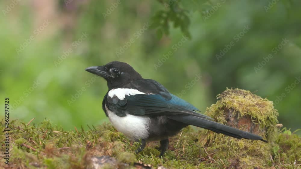 crow magpie bird on ground feeding raise turn head watching alerted crow magpie bird on ground feeding raise turn head watching alerted