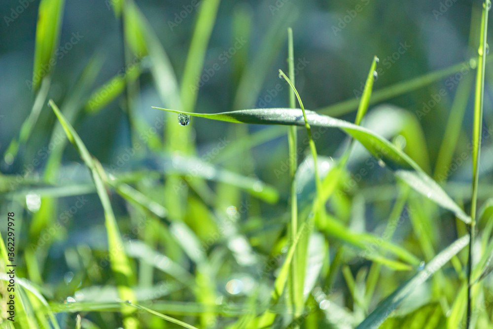 Morning dew on the grass at the dawn of a summer day, selective focus, beautiful bokeh Morning dew on the grass at the dawn of a summer day, selective focus, beautiful bokeh