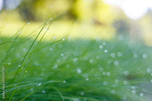 Morning dew on the grass at the dawn of a summer day, selective focus, beautiful bokeh