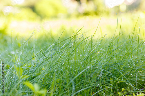 Morning dew on the grass at the dawn of a summer day, selective focus, beautiful bokeh