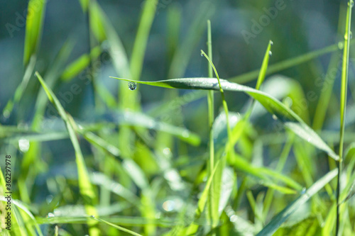 Morning dew on the grass at the dawn of a summer day  selective focus  beautiful bokeh