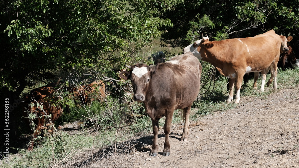 custom made wallpaper toronto digitalA cow in the village. Cattle in Russia in the countryside