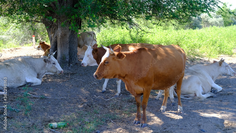 A cow in the village. Cattle in Russia in the countryside A cow in the village. Cattle in Russia in the countryside