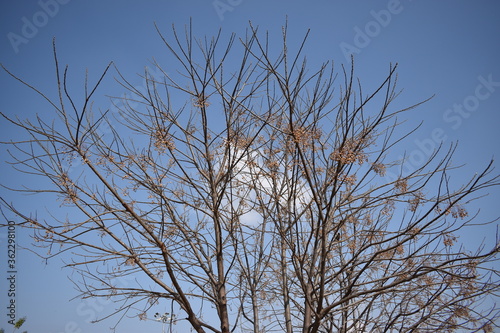 tree branches against blue sky with clouds