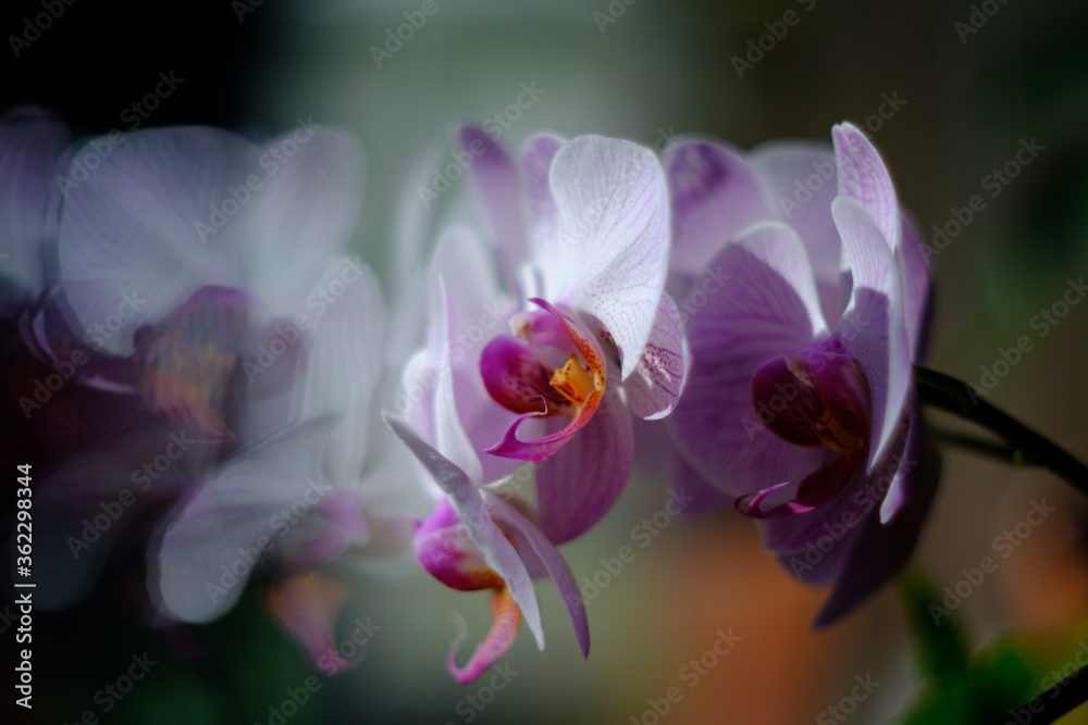 Fototapeta premium Orchidaceae