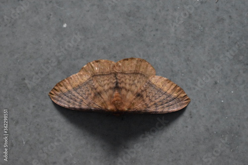 moth on a grey background