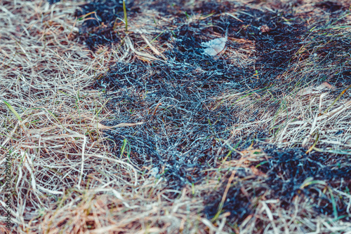 Burned dry grass on the territory on spring day. © Evgenii