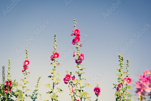 High angle view of pink flowers in the garden and blue sky, natural spring background.