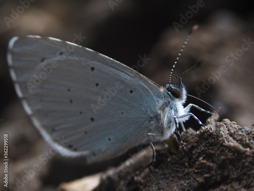 Papillon gris bleu sur terre macro