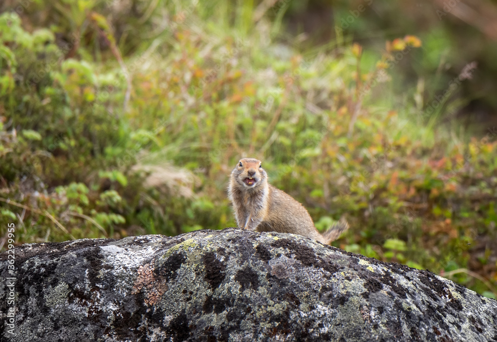 Ground Squirrel Ground Squirrel