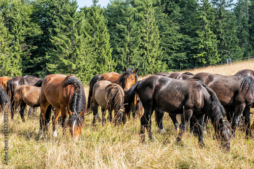 Wild horses  Muran plain  Slovakia
