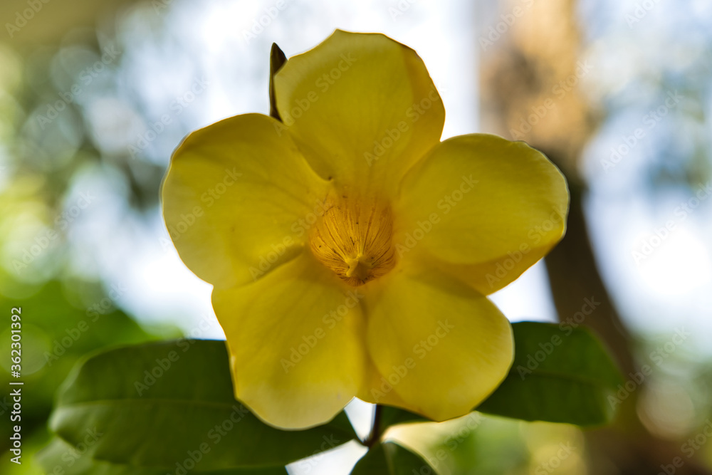 yellow flowers of a tree